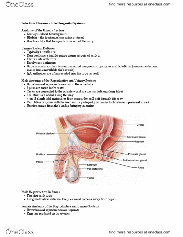 CAS BI 114 Lecture Notes - Lecture 19: Vas Deferens, Urinary Tract Infection, Fallopian Tube thumbnail