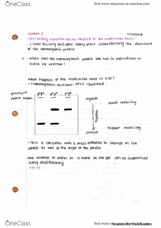 BIOLOGY 2C03 Lecture 3: Genetics Lecture 3 thumbnail