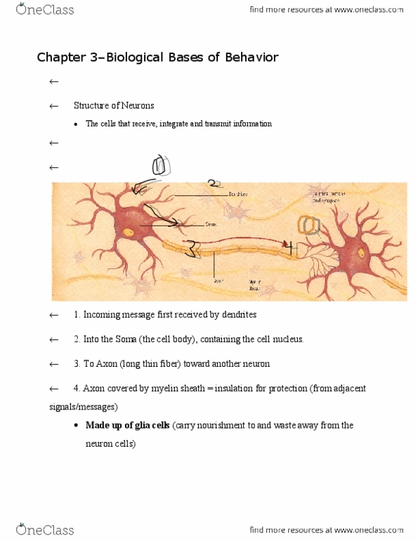 PS101 Lecture Notes - Functional Magnetic Resonance Imaging, Cell Nucleus, Reward System thumbnail