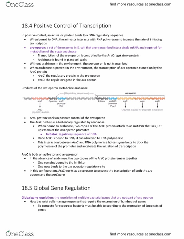 BIOL 142 Chapter Notes - Chapter 18.4-18.5: Arabinose, Regulatory Sequence, Operon thumbnail