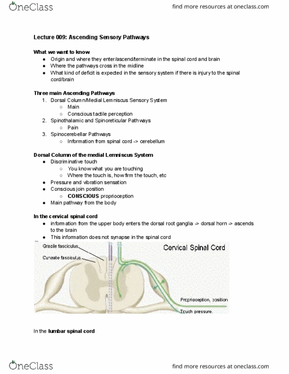 Anatomy and Cell Biology 3319 Lecture Notes - Lecture 9: Dorsal Root Ganglion, Medial Lemniscus, Posterior Grey Column thumbnail