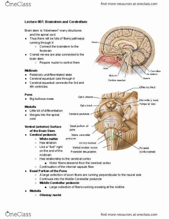 Anatomy and Cell Biology 3319 Lecture Notes - Lecture 7: Middle Cerebellar Peduncle, Cerebellar Peduncle, Cerebral Peduncle thumbnail