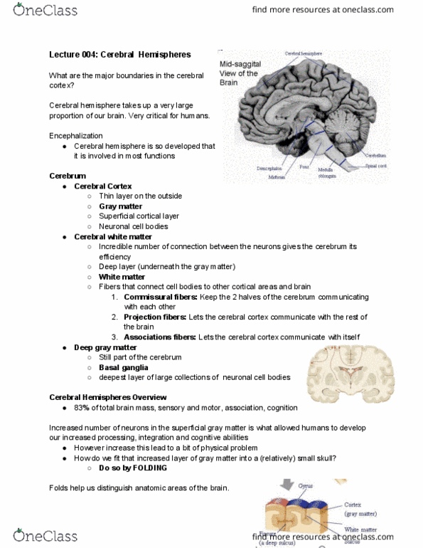 Anatomy and Cell Biology 3319 Lecture Notes - Lecture 4: Cerebral Hemisphere, Grey Matter, Basal Ganglia thumbnail