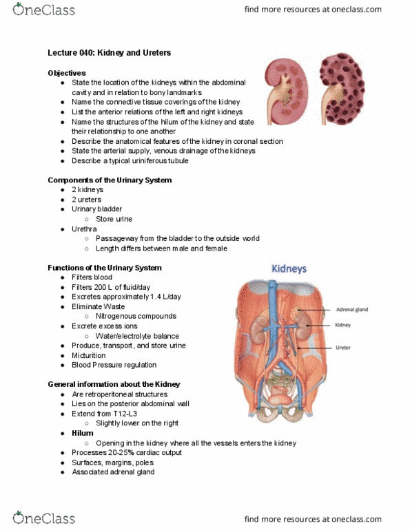 Anatomy and Cell Biology 3319 Lecture Notes - Lecture 40: Abdominal Cavity, Adrenal Gland, Abdominal Wall thumbnail