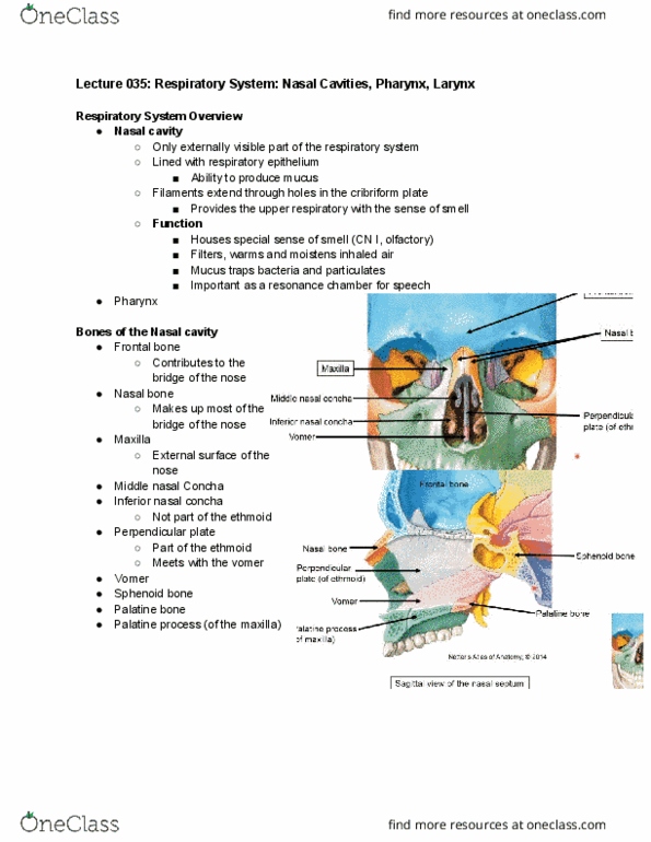 Anatomy and Cell Biology 3319 Lecture Notes - Lecture 35: Post-Nasal Drip, Nasal Concha, Palatine Bone thumbnail