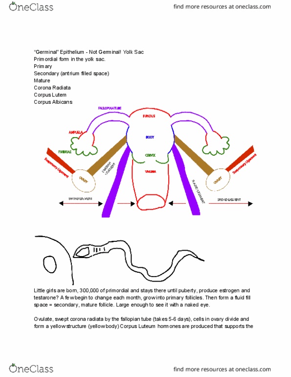 BIOL 065 Lecture Notes - Lecture 1: Corpus Luteum, Yolk Sac, Ovulation thumbnail