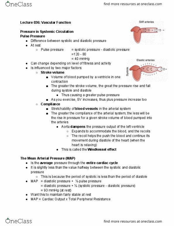 Physiology 2130 Lecture Notes - Lecture 36: Mean Arterial Pressure, Pulse Pressure, Stroke Volume thumbnail