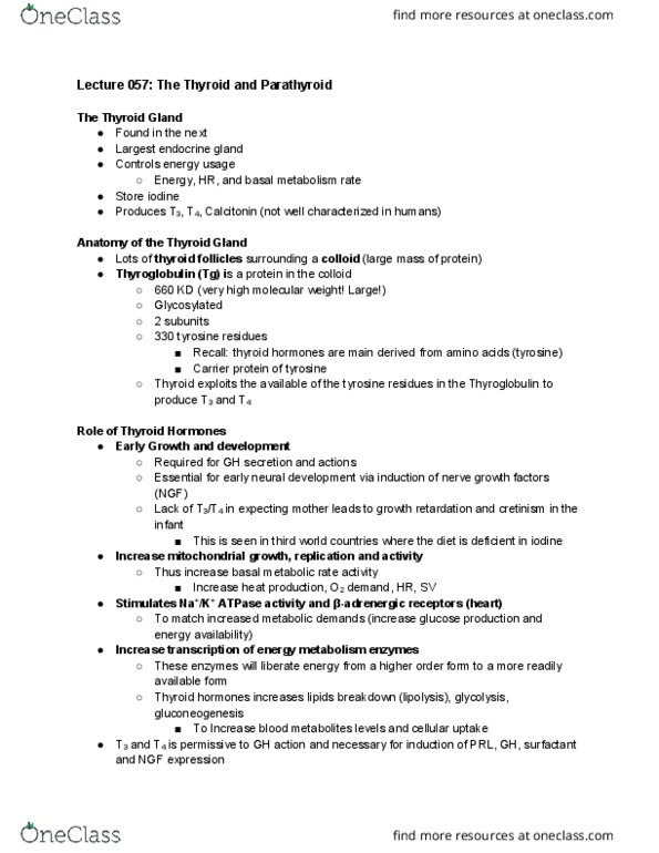 Physiology 2130 Lecture Notes - Lecture 57: Nerve Growth Factor, Basal Metabolic Rate, Parathyroid Gland thumbnail