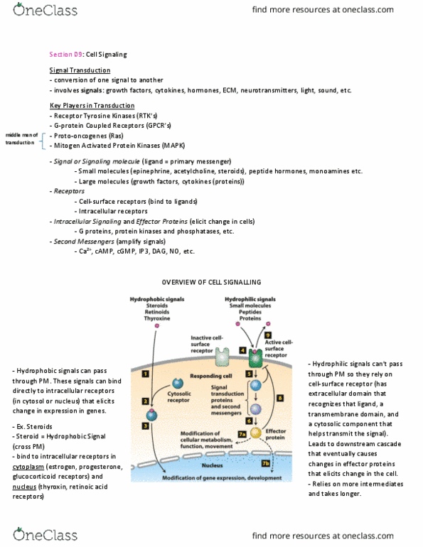 Biology 2485B Lecture Notes - Lecture 14: Glucocorticoid Receptor, Signal Transduction, Bacterial Effector Protein thumbnail