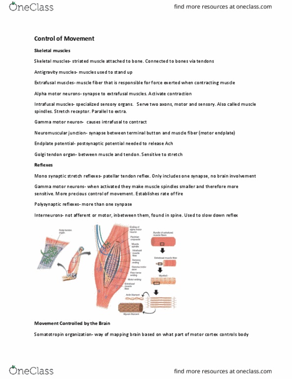 PSYCH261 Chapter Notes - Chapter 8: Gamma Motor Neuron, Golgi Tendon Organ, Tendon Reflex thumbnail