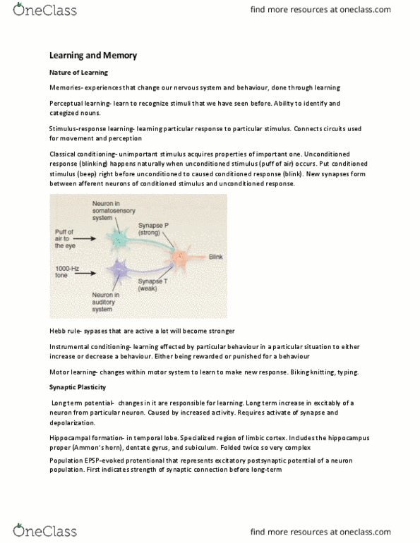 PSYCH261 Chapter Notes - Chapter 13: Excitatory Postsynaptic Potential, Dentate Gyrus, Classical Conditioning thumbnail