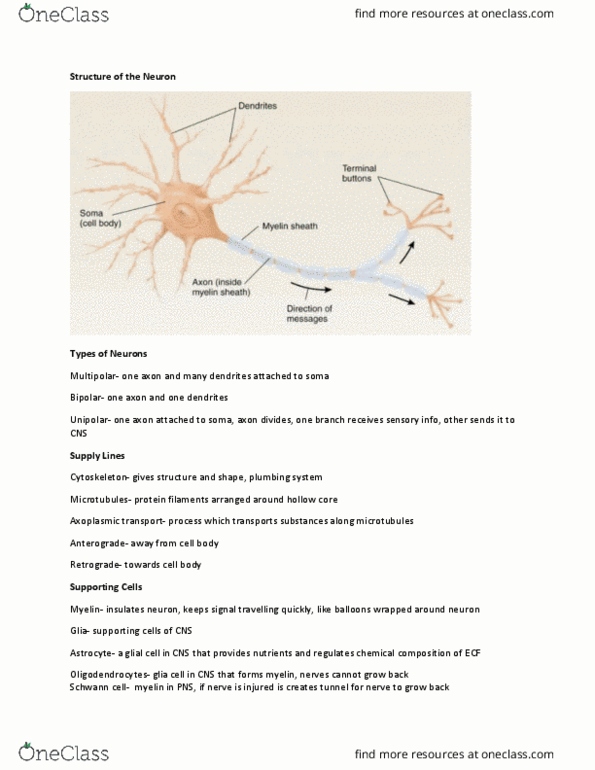 PSYCH261 Chapter Notes - Chapter 2: Axoplasmic Transport, Schwann Cell, Oligodendrocyte thumbnail