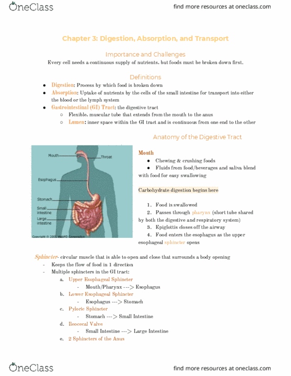 NHM 101 Lecture 3: Ch 3 - Digestion, Absorption, and Transport thumbnail