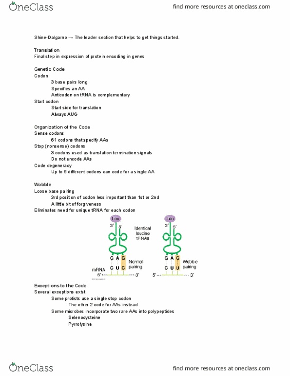 BIOM-360 Lecture Notes - Lecture 24: Ribosome-Binding Site, Start Codon, Pyrrolysine thumbnail