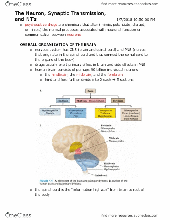 PSYD35H3 Chapter Notes - Chapter 1-7: Striatum, Substantia Nigra, Occipital Lobe thumbnail