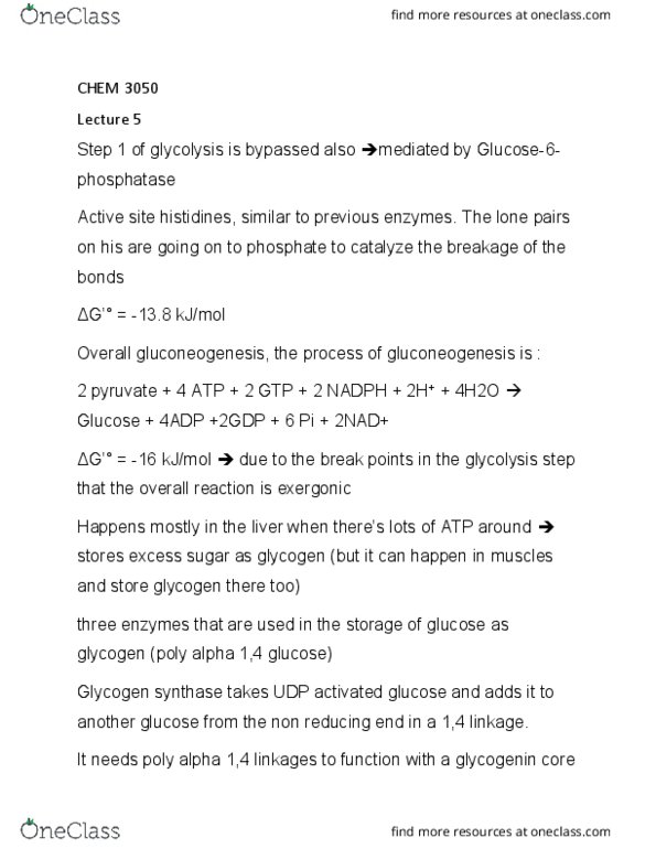 CHEM 3050 Lecture Notes - Lecture 5: Glycogen Synthase, Glycogenin, Gluconeogenesis thumbnail