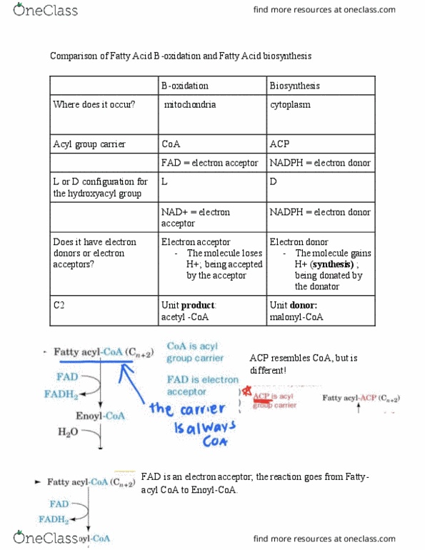 BCHM 316 Chapter Notes - Chapter 14.2*: Malonyl-Coa, Acetyl-Coa, Electron Acceptor thumbnail