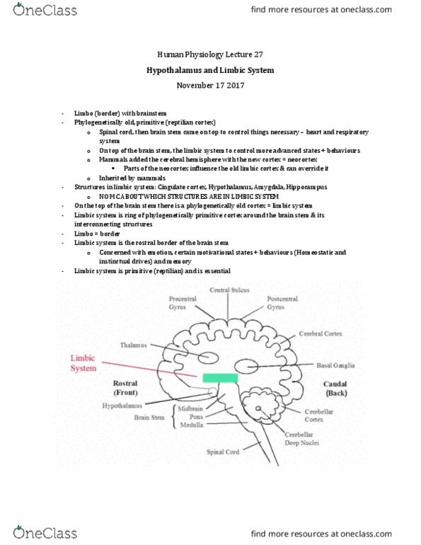 Physiology 3120 Lecture Notes - Lecture 27: Cingulate Cortex, Entorhinal Cortex, Road Rage thumbnail