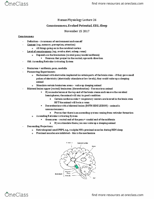Physiology 3120 Lecture Notes - Lecture 26: Locus Coeruleus, Cerebral Cortex, Reticular Formation thumbnail