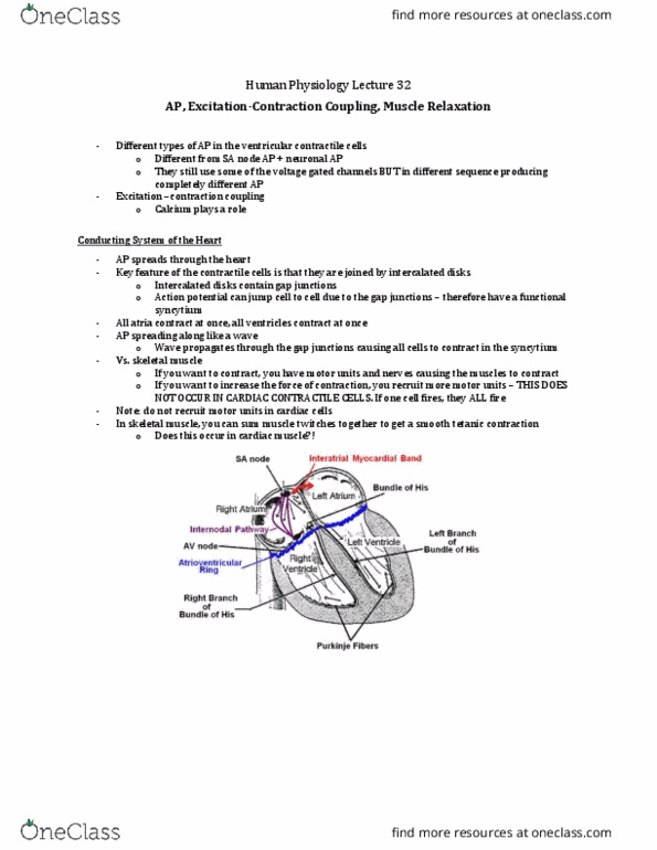 Physiology 3120 Lecture Notes - Lecture 32: Intercalated Disc, Tetanic Contraction, Cardiac Muscle thumbnail