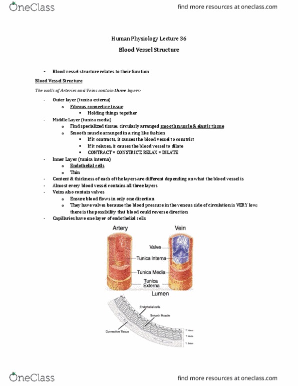 Physiology 3120 Lecture Notes - Lecture 36: Theca Interna, Tunica Externa, Smooth Muscle Tissue thumbnail