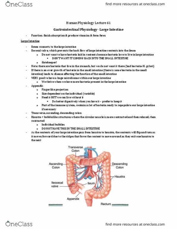 Physiology 3120 Lecture Notes - Lecture 61: Ileocecal Valve, Enteric Nervous System, Ileum thumbnail