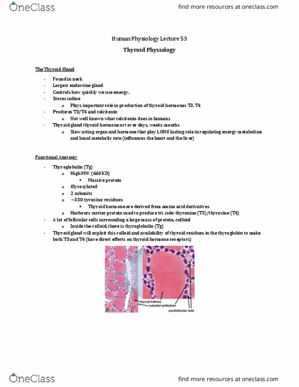 Physiology 3120 Lecture Notes - Lecture 53: Follicular Cell, Thyroid Peroxidase, Thyrotropin-Releasing Hormone thumbnail
