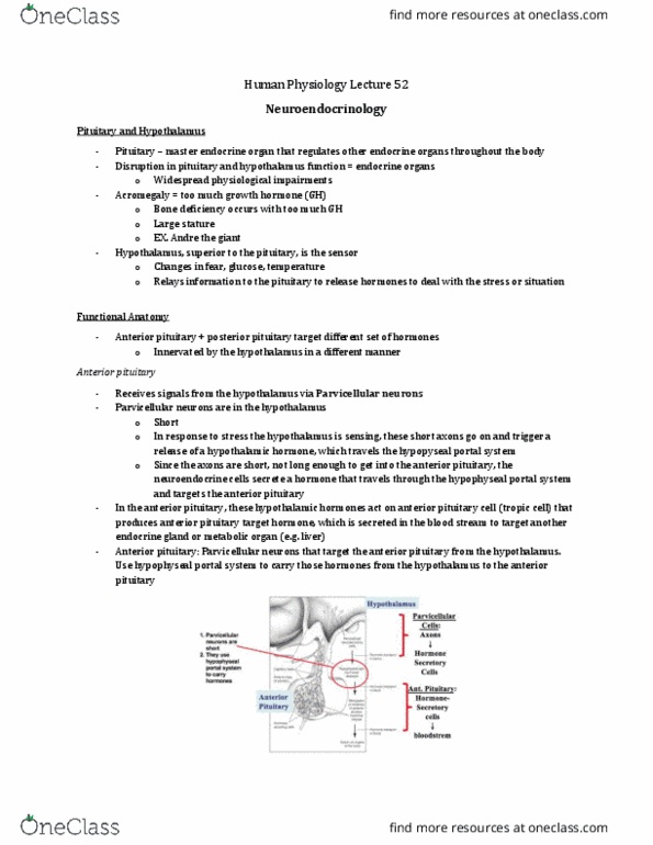 Physiology 3120 Lecture Notes - Lecture 52: Hypophyseal Portal System, Growth Hormone–Releasing Hormone, Anterior Pituitary thumbnail