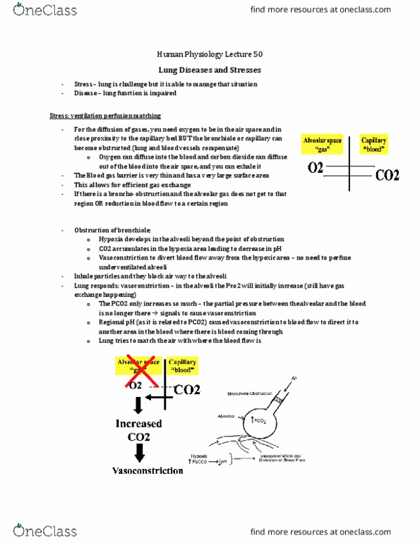 Physiology 3120 Lecture Notes - Lecture 50: Obstructive Lung Disease, Carbon Monoxide Poisoning, Intrapleural Pressure thumbnail