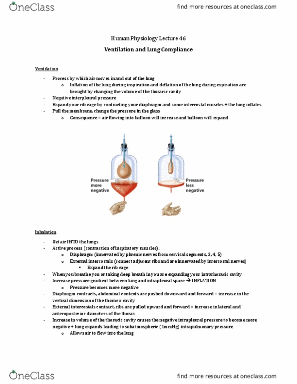 Physiology 3120 Lecture Notes - Lecture 46: Intrapleural Pressure, Intercostal Muscle, Intercostal Nerves thumbnail