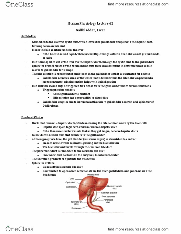 Physiology 3120 Lecture Notes - Lecture 62: Portal Vein, Common Bile Duct, Common Hepatic Duct thumbnail