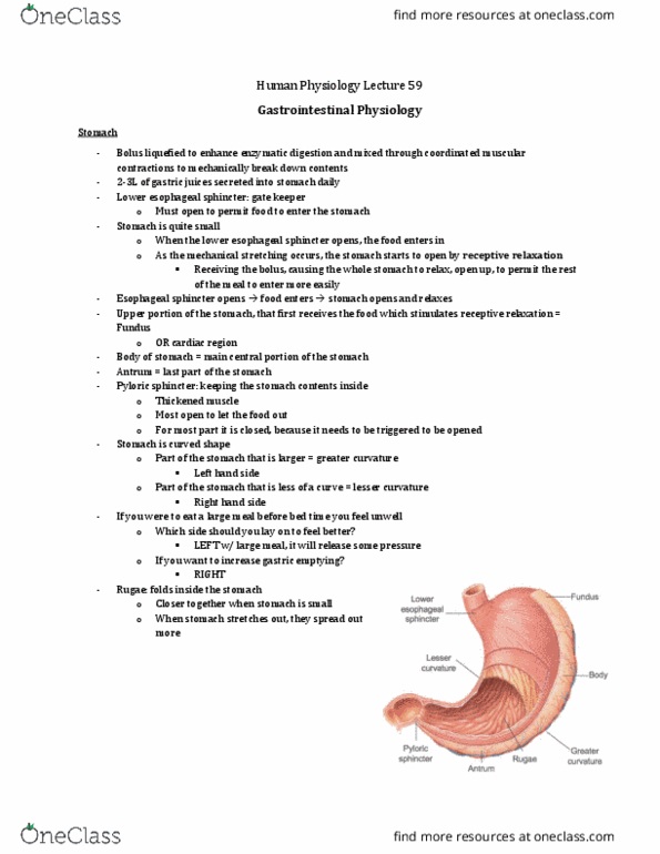 Physiology 3120 Lecture Notes - Lecture 59: Curvatures Of The Stomach, Gastric Glands, Enteroendocrine Cell thumbnail