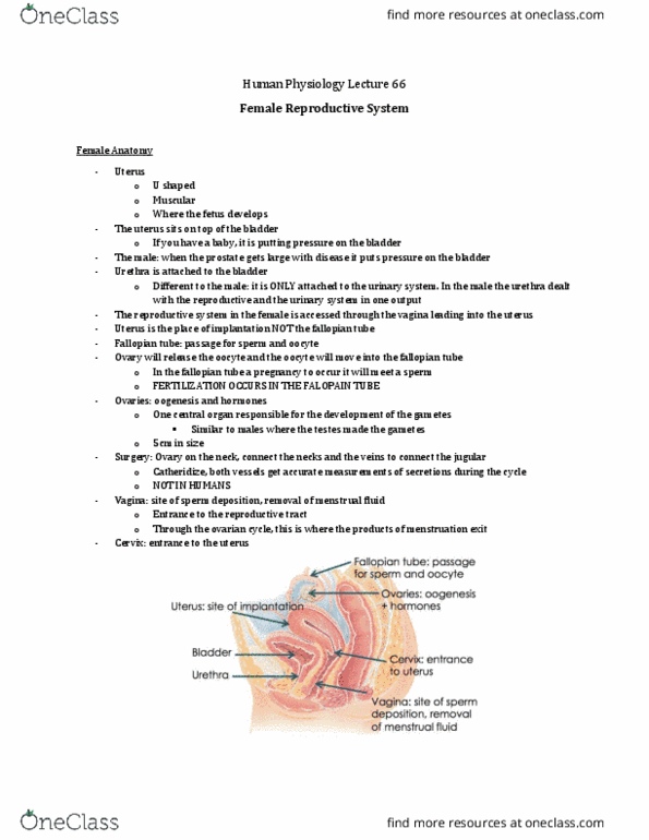 Physiology 3120 Lecture Notes - Lecture 66: Fallopian Tube, Pap Test, Suspensory Ligament thumbnail