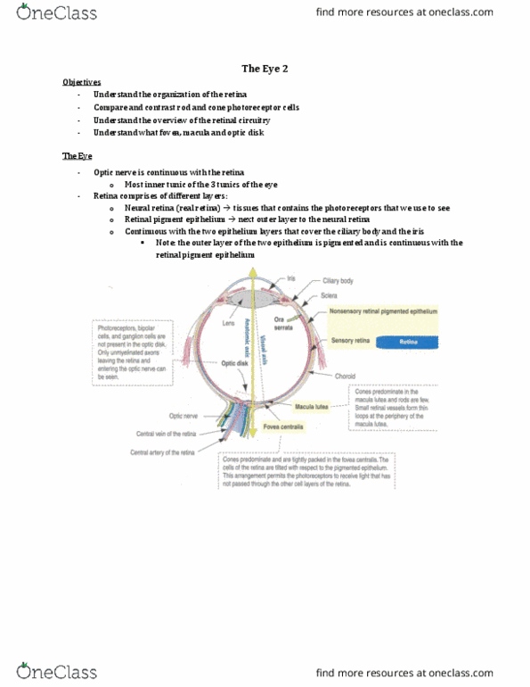 Anatomy and Cell Biology 3309 Lecture Notes - Lecture 33: Retinal Pigment Epithelium, The Eye 2, Optic Nerve thumbnail