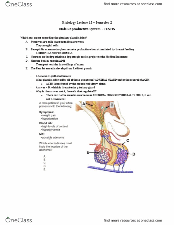 Anatomy and Cell Biology 3309 Lecture Notes - Lecture 44: Seminiferous Tubule, Vas Deferens, Male Reproductive System thumbnail