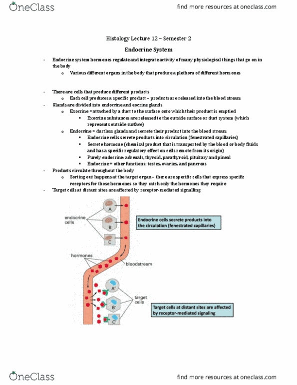 Anatomy and Cell Biology 3309 Lecture Notes - Lecture 35: Adrenal Medulla, Zona Fasciculata, Adrenal Gland thumbnail