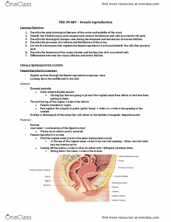 Anatomy and Cell Biology 3309 Lecture Notes - Lecture 30: Ovarian Ligament, Female Reproductive System, Suspensory Ligament thumbnail