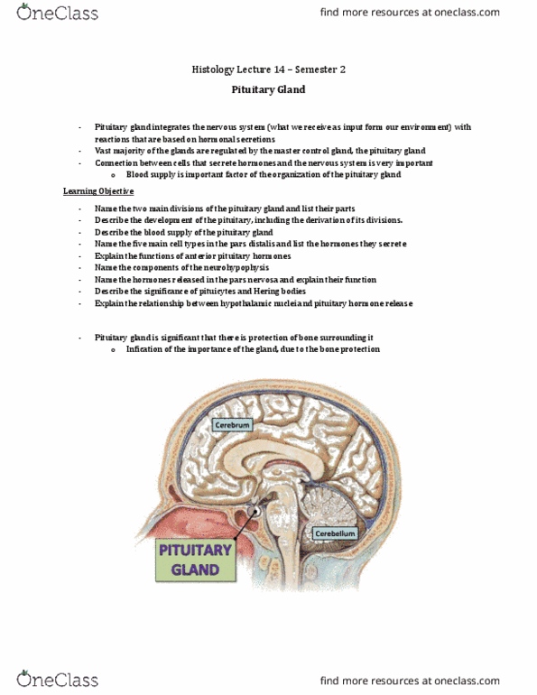 Anatomy and Cell Biology 3309 Lecture Notes - Lecture 34: Pars Intermedia, Periventricular Nucleus, Posterior Pituitary thumbnail