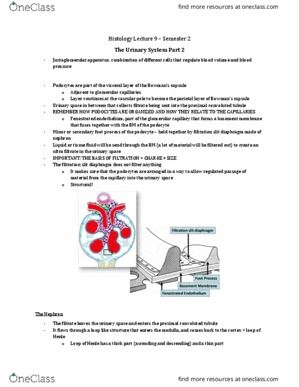 Anatomy and Cell Biology 3309 Lecture Notes - Lecture 27: Distal Convoluted Tubule, Proximal Tubule, Connecting Tubule thumbnail