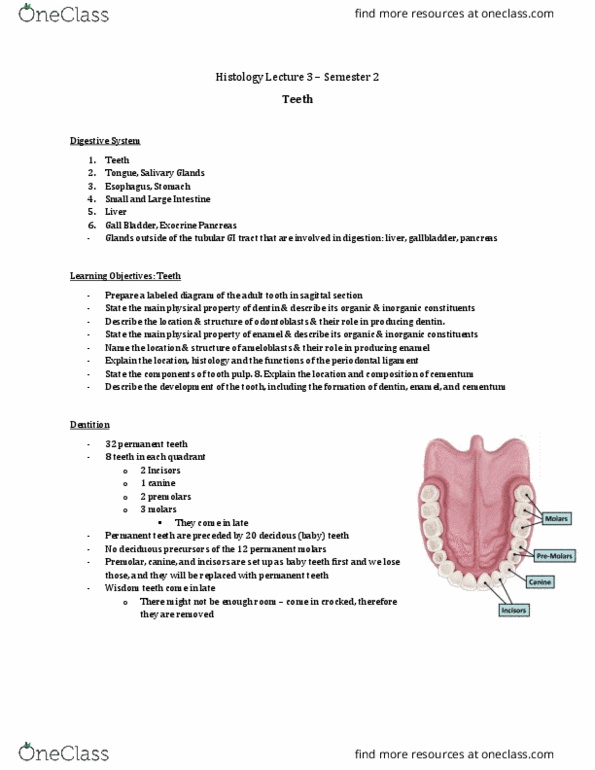 Anatomy and Cell Biology 3309 Lecture Notes - Lecture 39: Periodontal Fiber, Human Tooth Development, Cementum thumbnail