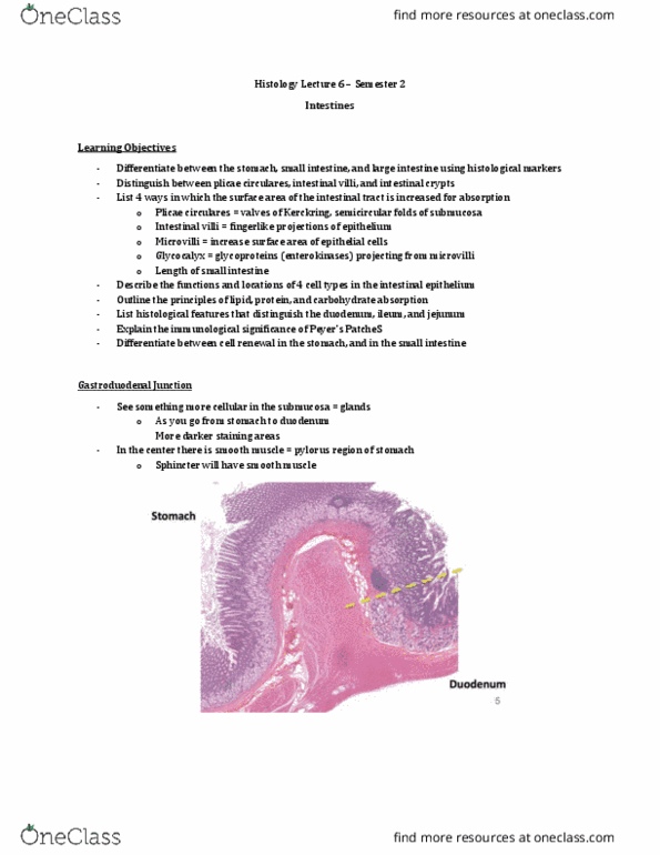 Anatomy and Cell Biology 3309 Lecture Notes - Lecture 47: Simple Columnar Epithelium, Intestinal Villus, Circular Folds thumbnail