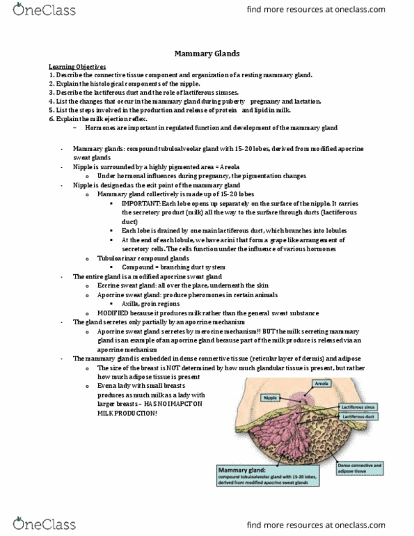 Anatomy and Cell Biology 3309 Lecture Notes - Lecture 41: Apocrine Sweat Gland, Lactiferous Duct, Eccrine Sweat Gland thumbnail