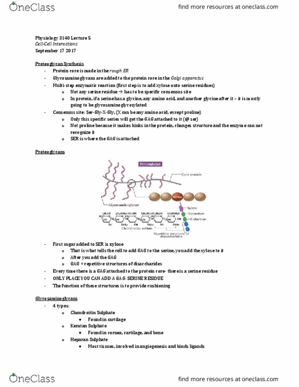 Physiology 3140A Lecture Notes - Lecture 5: Chondroitin Sulfate, Basal Lamina, Xylose thumbnail