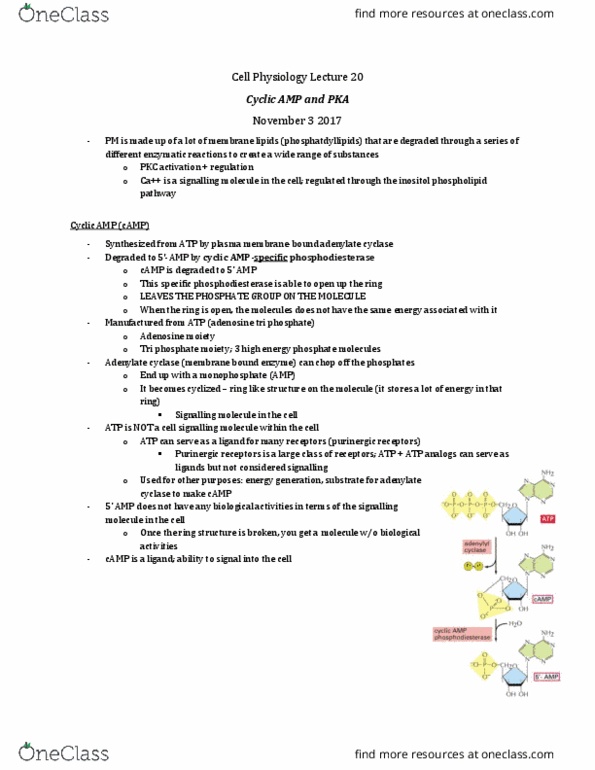 Physiology 3140A Lecture Notes - Lecture 20: Adenylyl Cyclase, Gs Alpha Subunit, Protein Kinase A thumbnail