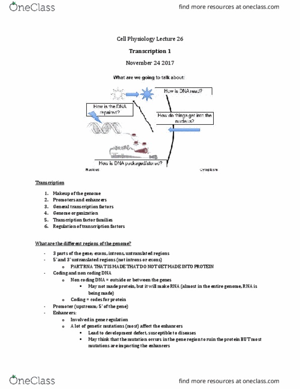 Physiology 3140A Lecture Notes - Lecture 26: Rna Virus, Coding Region, Intron thumbnail