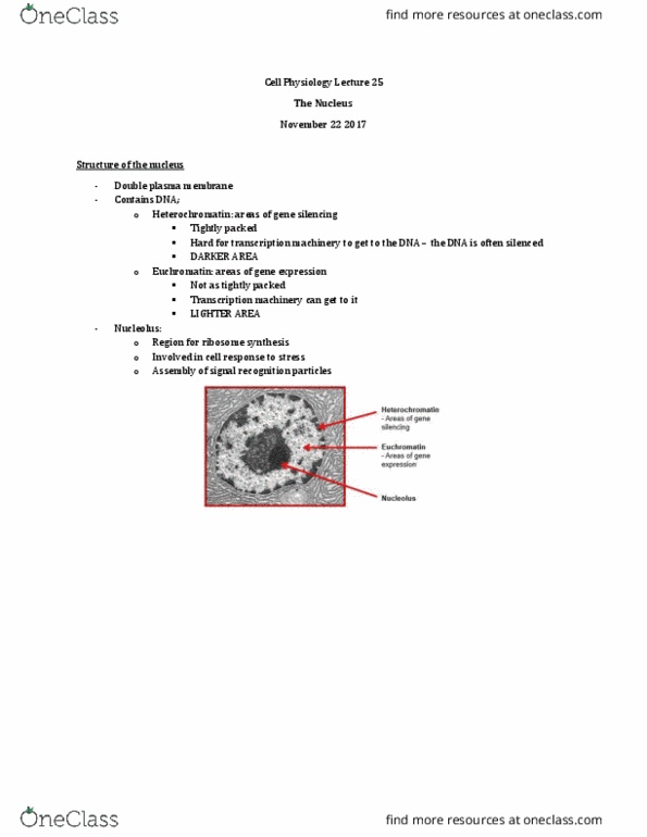 Physiology 3140A Lecture Notes - Lecture 25: Endoplasmic Reticulum, Embryonic Stem Cell, Lamin B2 thumbnail