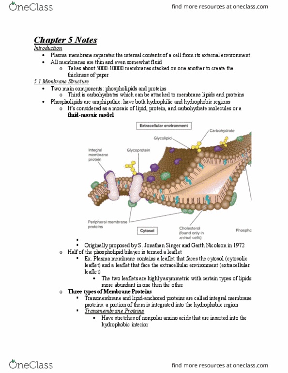 BIOL 2051 Chapter Notes - Chapter 5: Membrane Fluidity, Lipid Bilayer, Cell Membrane thumbnail