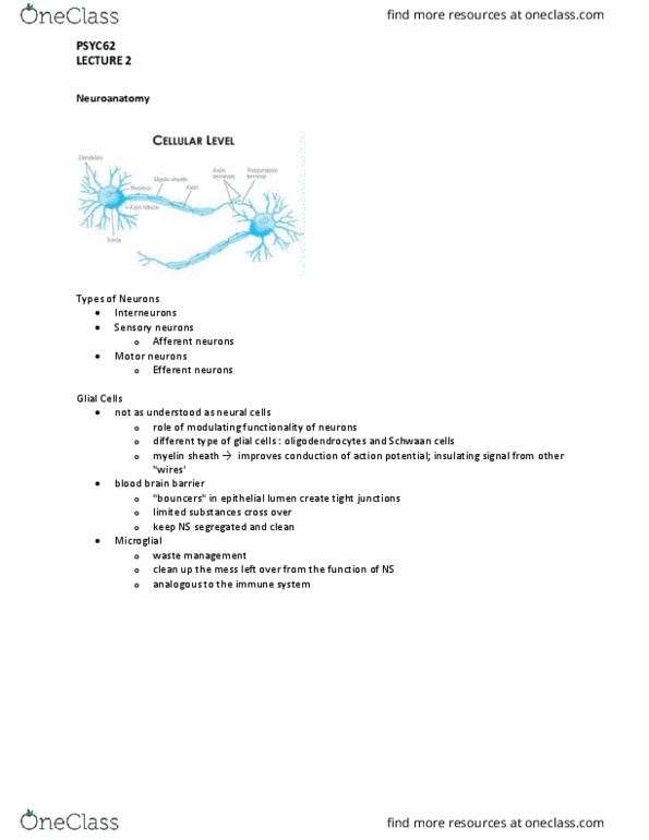 PSYC62H3 Lecture 2: Neurotransmission and Neurotransmitter Systems thumbnail