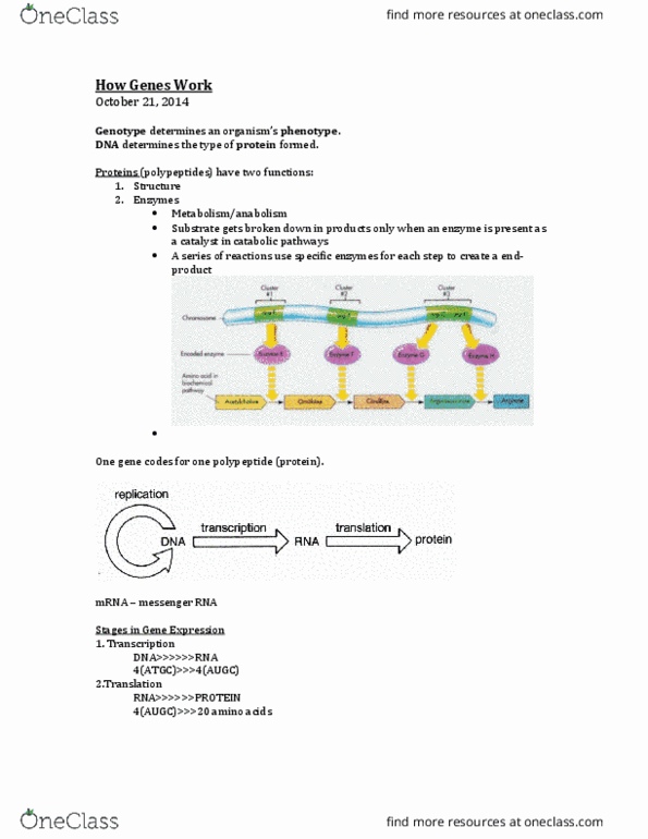 BIOL 1010 Lecture Notes - Lecture 11: Messenger Rna, Peptide, Catabolism thumbnail