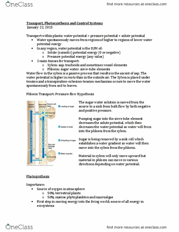BIOL 1011 Lecture Notes - Lecture 4: Sieve Tube Element, Water Potential, Seaweed thumbnail